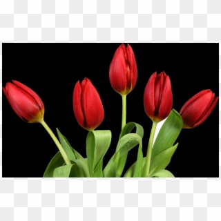 Tulip, Free Pngs - Kırmızı Lalenin Anlamı, Transparent Png