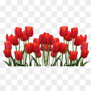 Tulips, Spring, Nature, Flower, Flowers, Red - Тюльпаны Пнг, HD Png Download