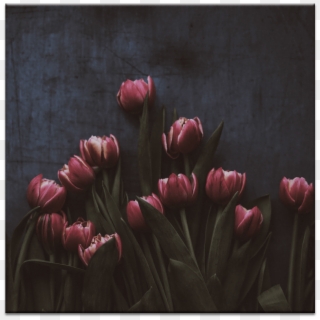 13 Tulips - Daca Dumnezeu Este Pentru Noi Cine Va, HD Png Download