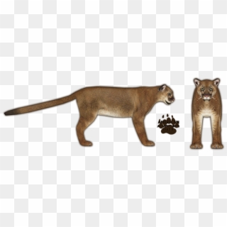 Mountain Lion Png - Zoo Tycoon 2 Cougar, Transparent Png