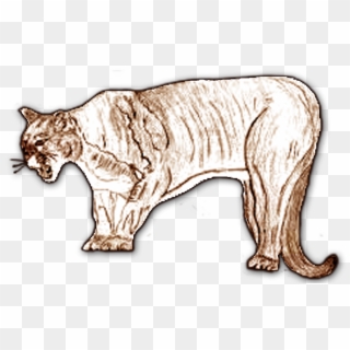 Mountaineer Middle Mountain Lion - Cat, HD Png Download
