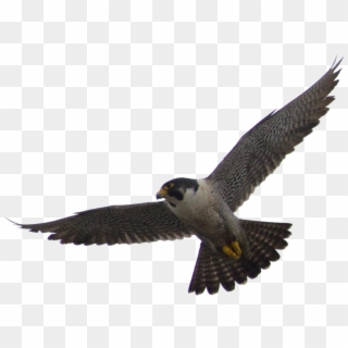Falcon Png Vector - Peregrine Falcon Png, Transparent Png