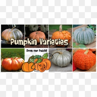 Pumpkinvarieties - Knucklehead Pumpkin, HD Png Download