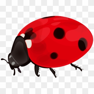 Clipart Transparent Lady Bird, HD Png Download
