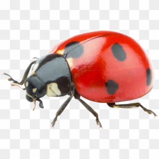 ladybug PNG image transparent image download, size: 1994x2247px