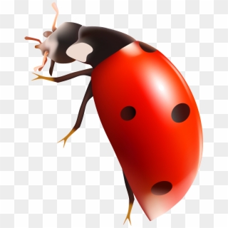 Ladybug - Bug With Transparent Background, HD Png Download
