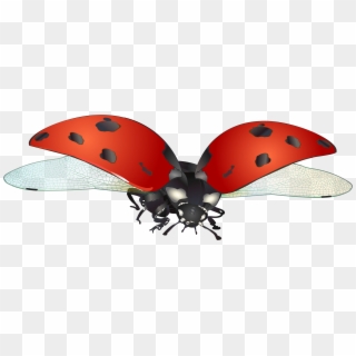 Flying Ladybug Png, Transparent Png