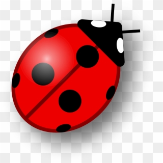 Ladybug Wonderful Picture Images - Ladybird Png, Transparent Png