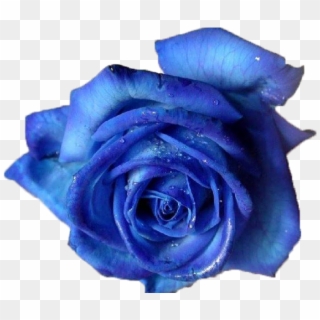 177 Images About Flower Png On We Heart It - Blue Rose Png, Transparent Png