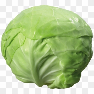 Cabbage, HD Png Download