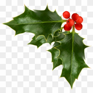 Xmas Stuff For Christmas Holly Png - Christmas Holly Png, Transparent Png