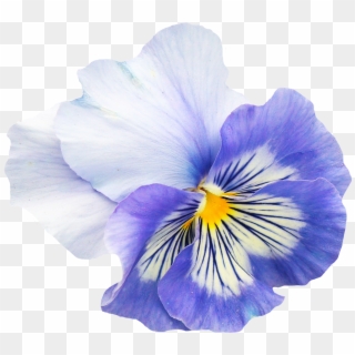 Pansy Flower Png Image - Pansy Png, Transparent Png