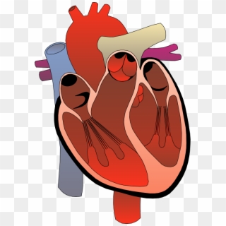 Realistic Heart Png Free - Heart Anatomy Clipart, Transparent Png