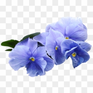Free Png Download Blue Violet Flower Png Images Background - Blue Violets Clip Art, Transparent Png