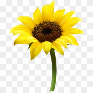 Sunflower Png - Sunflower Transparent Background, Png Download
