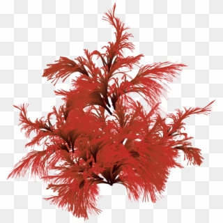 Red Seaweed - Houseplant, HD Png Download