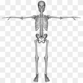 Skeleton Png - Skeleton Png - Spine For Kids, Transparent Png