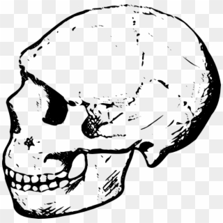 Skull - Free - Skull Clipart Black And White, HD Png Download