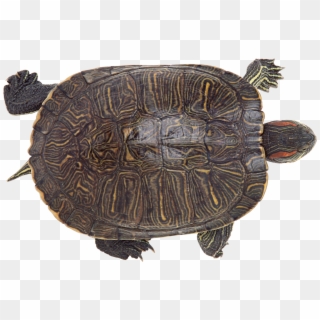 Turtle, HD Png Download