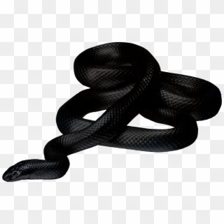 Snake Png Icon - Black Snake Png, Transparent Png