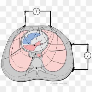 Chest Cross Section With Eit Electrodes - Electrical Impedance Tomography, HD Png Download