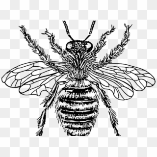 Bees Clipart Victorian - Diagram Of Queen Honey Bee, HD Png Download