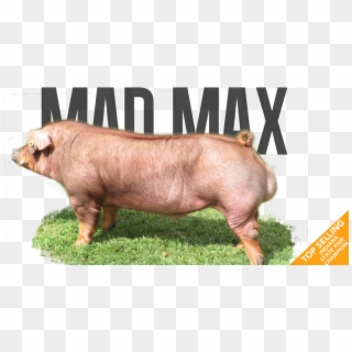 Mad Max - Pre-order - Overrun - Last Call - - Domestic Pig, HD Png Download