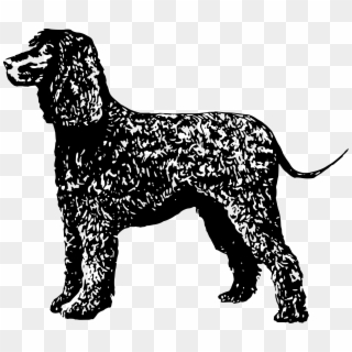 This Free Icons Png Design Of Irish Water Spaniel, Transparent Png
