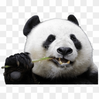 Free Png Download Eating Panda Png Images Background - Panda Png Transparent, Png Download