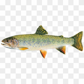Stream Brook Trout - Brook Trout Versus Rainbow Trout, HD Png Download