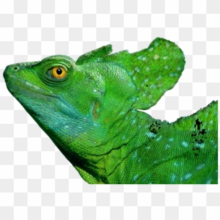 Iguana, Lizard, Reptile, Exotic, Scale, Green, Scaly - Green Basilisk Lizard, HD Png Download