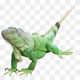 Green Iguana Clipart Transparent Background - Iguano Verde Png, Png Download