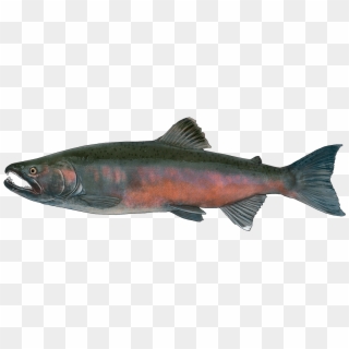 Http - //www - Fishbuoy - Com/images/images/fish Species - Sockeye Salmon, HD Png Download