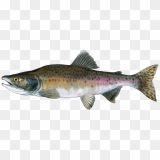 Http - //www - Fishbuoy - Com/images/images/fish Species - Coastal Cutthroat Trout, HD Png Download