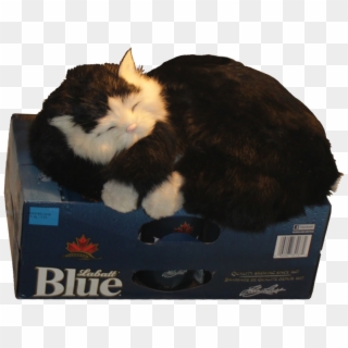 Cat Guarding The Beer Fridge Alpha - Domestic Long-haired Cat, HD Png Download