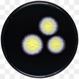 Aspergillus Tonophilus Yes, HD Png Download