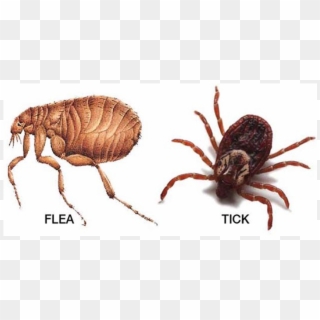 Tick And Flea Season Is Officially Upon Us, So Here's - Flea Parasite, HD Png Download