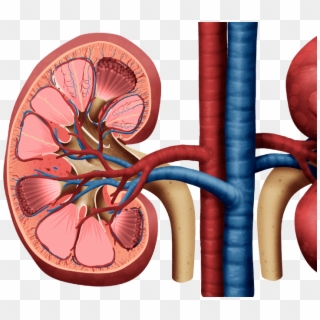Glucose Filtration And Reabsorption In The Kidney - Kidney Png, Transparent Png