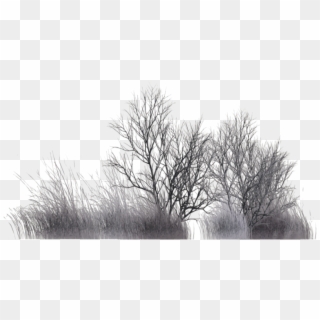 Winter Vegetation, HD Png Download