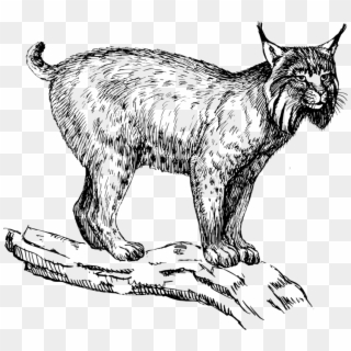 Eurasian Lynx Wildcat Felidae Drawing Bobcat - Lynx Clipart, HD Png Download