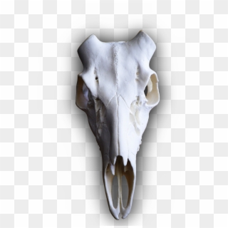 Whitetail Deer Full Teeth European Skull - Deer Skull No Antlers, HD Png Download