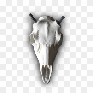 Mule Deer European Replica Skull - Skull, HD Png Download