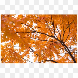 50008 Fall Tree - Orange Fall Leaves, HD Png Download
