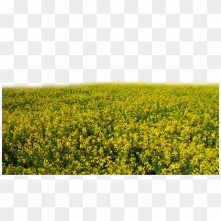 Share This Image - Transparent Yellow Flower Field, HD Png Download