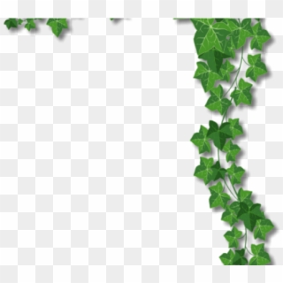 grape vine border png