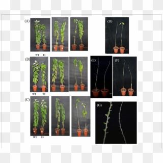 Phenotypic Characterization Of Transgenic Poplar Plants - Conifer, HD Png Download