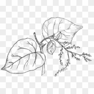 28 Collection Of Money Plant Drawing - Money Plant Leaf Black And White, HD Png Download