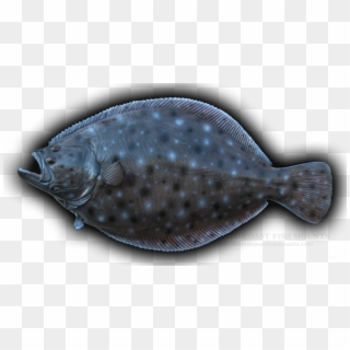 Sole, HD Png Download