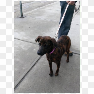 Snickers Is A Shy Girl That Needs Some Tlc And Would - Treeing Tennessee Brindle, HD Png Download