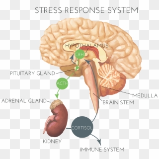 Hormones And Stress - Brain Stress Response System, HD Png Download
